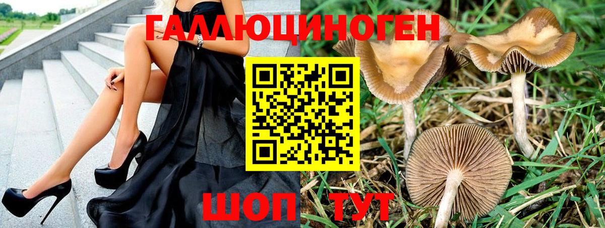 Псилоцибиновые грибы Psilocybe  как найти   Черногорск 