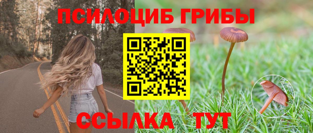 Галлюциногенные грибы Psilocybine cubensis Черногорск